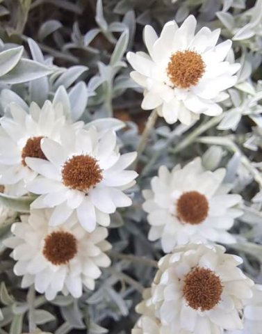 Syncarpha argyropsis bract tips